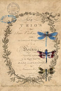 DRAGONFLIES #142