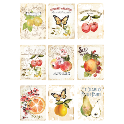 Sweet Apricot #636951